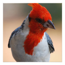 Red Headed Cardinal  Invitations