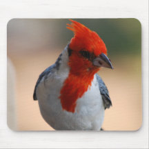Red Headed Cardinal Mouse Pad