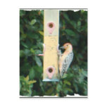 red headed woodpecker post card