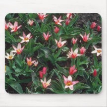 Red Heart's Delight Tulip, (Tulipa Kaufmanniana) f Mouse Pad