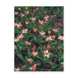 Red Heart's Delight Tulip, (Tulipa Kaufmanniana) f postcards