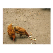 Red Hens Postcards