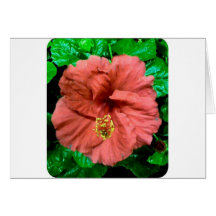 Red Hibiscus Card