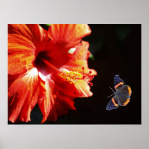 Red Hibiscus Flower and Red Admiral Butterfly Poster
