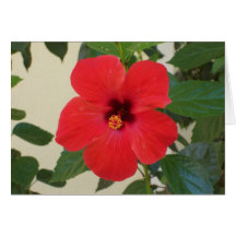 Red Hibiscus Flower Card