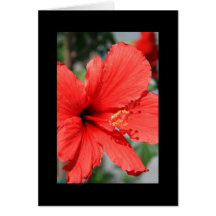 Red Hibiscus Flower Greeting Card and Note Card