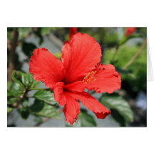 Red Hibiscus Flower Greeting Card,Note Card