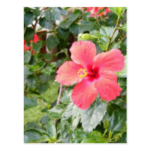 Red Hibiscus Flower in Tropical Honolulu, Hawaii Postcard