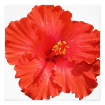 Red Hibiscus Flower Invitations