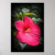Red Hibiscus Flower Print