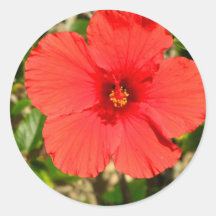 Red Hibiscus Flower Sticker