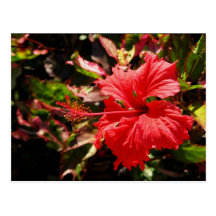 Red Hibiscus Post Cards