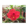 Red Hibiscus Postcard
