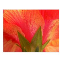 Red Hibiscus Postcard