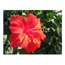 Red Hibiscus Postcards