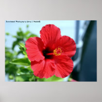 Red Hibiscus Poster