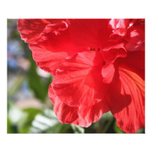 RED HIBISCUS POSTER WALL  & HANGING PHOTO ART