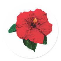 Red Hibiscus