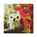 Red Hot Heliconias Fridge Magnets