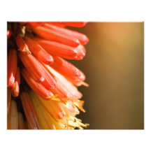 Red Hot Poker flower Art Photo
