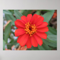 Red Hot Zinnia Poster