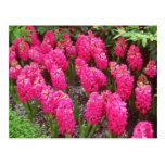 Red Hyancinthus orientalis Jan Box flowers Postcard