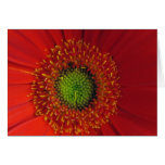 Red In Close Greeting Cards