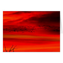 Red in the Morning Greeting Cards