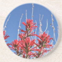 Red Indian Paintbrush Closeup flowers Beverage Coasters