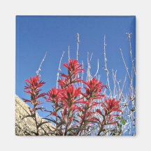 Red Indian Paintbrush Closeup flowers Magnets