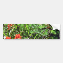 Red Indian Paintbrush flowers Bumper Sticker