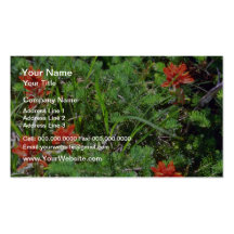 Red Indian Paintbrush flowers Business Cards