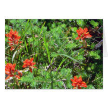 Red Indian Paintbrush flowers Card