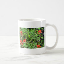 Red Indian Paintbrush flowers Coffee Mugs