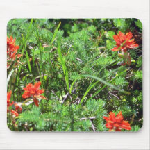 Red Indian Paintbrush flowers Mouse Pad