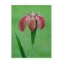 Red Iris Postcard