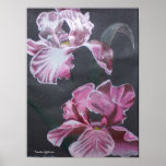 Red Iris Poster posters