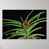 Red Joanna Ono (Ascocenda) flowers Posters