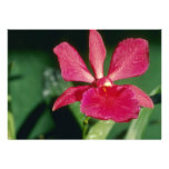 Red Keith Roth (Cattleya) flowers Invite