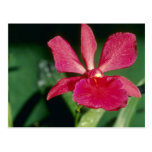 Red Keith Roth (Cattleya) flowers Postcards