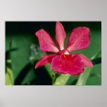 Red Keith Roth (Cattleya) flowers Poster