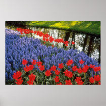 Red Keukenhof Gardnes, Holland flowers Posters
