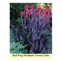 Red King Humbert Canna Lilies Post Card