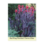 Red King Humbert Canna Lilies postcards