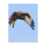 Red Kite Post Cards