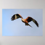 Red Kite Print