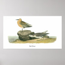 Red Knot, John Audubon Print