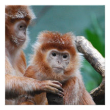 Red Langur Monkeys Invite