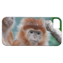 Red Langur Monkeys iPhone 5 Case