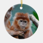 Red Langur Monkeys Ornament